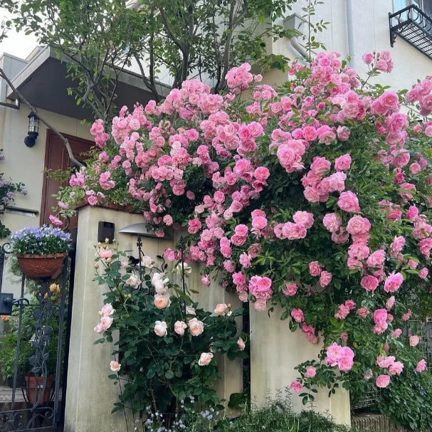 Elegant Climbing Rose Flower Seeds